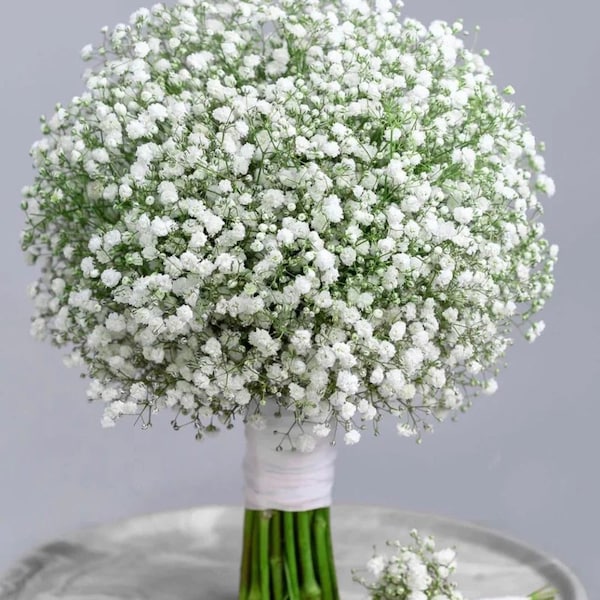 200 Baby's Breath seeds. Ships free