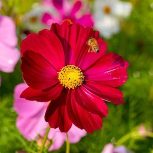 May include: A vibrant red cosmos flower with a yellow center, surrounded by other pink and white flowers. A bee is perched on the flower's petals.