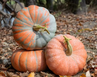 10 Starburst Pumpkin Seeds. Ships free.
