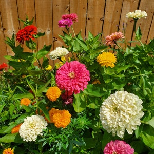 May include: A variety of colorful flowers in bloom, including pink, white, red, and yellow zinnias, and orange marigolds. The flowers are growing in a garden setting against a wooden fence.