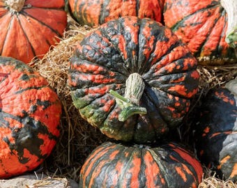 10 Dragonfire Pumpkin Seeds. Ships free.