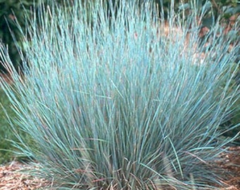 200 Little Bluestem Ornamental Grass Seed. Ships free