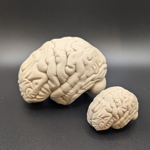 May include: Two off-white, matte-finished anatomical brain models of different sizes. Each model features a detailed, textured surface representing the cerebral cortex with distinct sulci and gyri, showcasing a realistic representation of human brain anatomy.