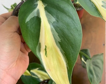 Philodendron Sport Cream Splash Starters Etsy