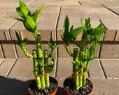 lucky bamboo dracaena sanderiana 4