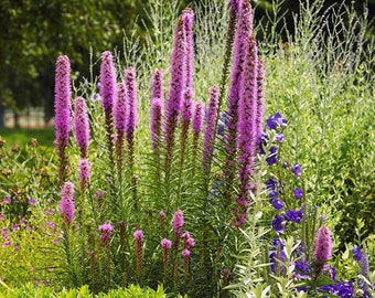 Meadow Blazing Star Seeds (Non - GMO)