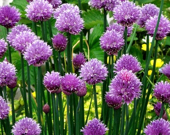 Common Chives Seeds (Non - GMO)