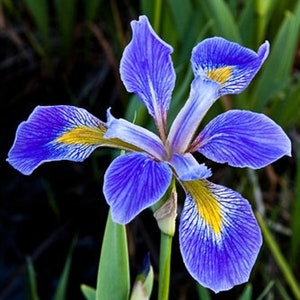 Wild Blue Iris Non GMO image 1