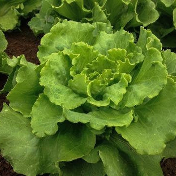 Arianna Butterhead Lettuce (Organic & Non - GMO)