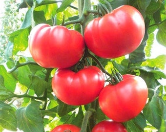 Heirloom Beefsteak Tomato Seeds (Non - GMO)