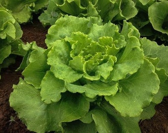 Arianna Butterhead Lettuce (Organic & Non - GMO)