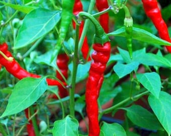 Organic Cayenne Long Red Thin Pepper (Non-GMO)