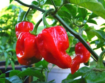 Organic Habenero Hot Pepper Seeds (Non- GMO)