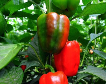 Organic California Wonder Bell Pepper (Non- GMO)