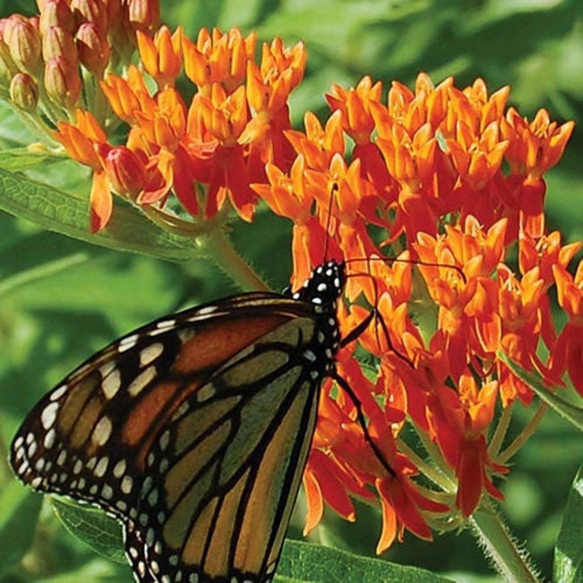 Butterfly Weed Seeds non GMO Etsy