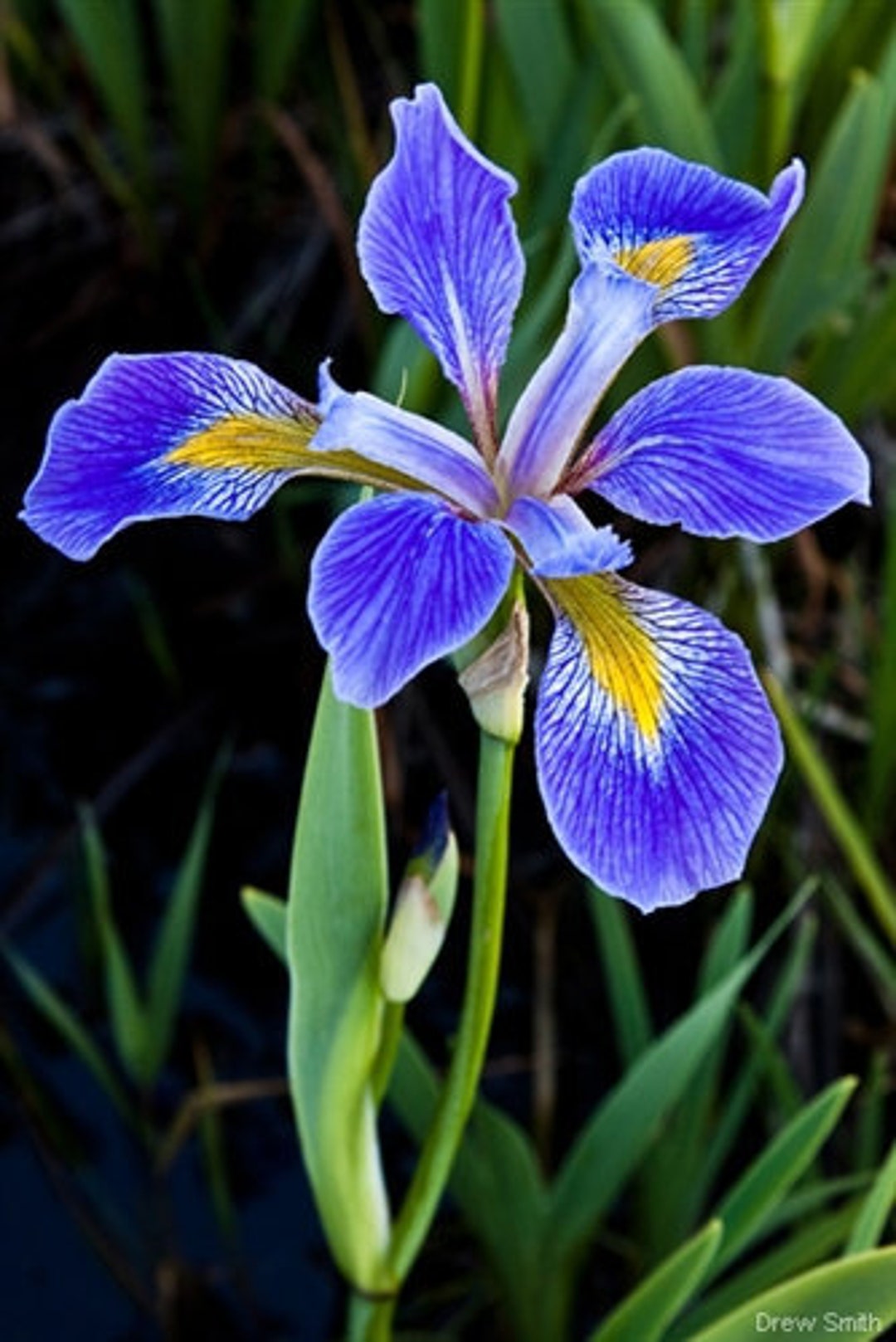 Wild Blue Iris non GMO -  Canada