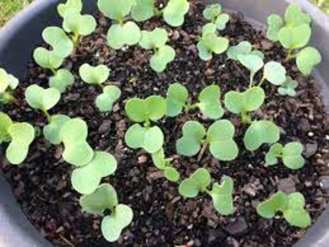 100 Seeds Radish DaikonWhite Carrot Planting seeds from