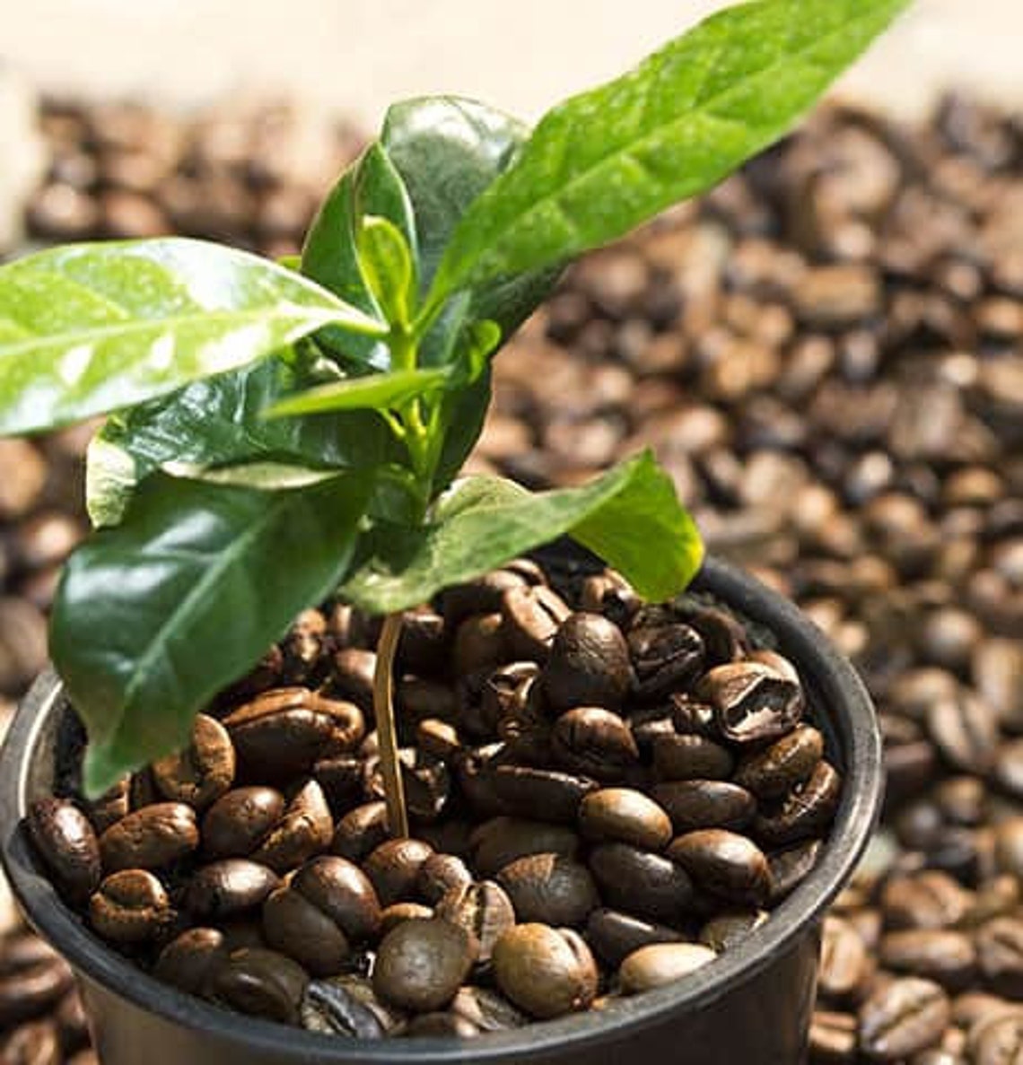Coffee Bean planting Seeds DWARF COFFEE PLANT seeds | Etsy