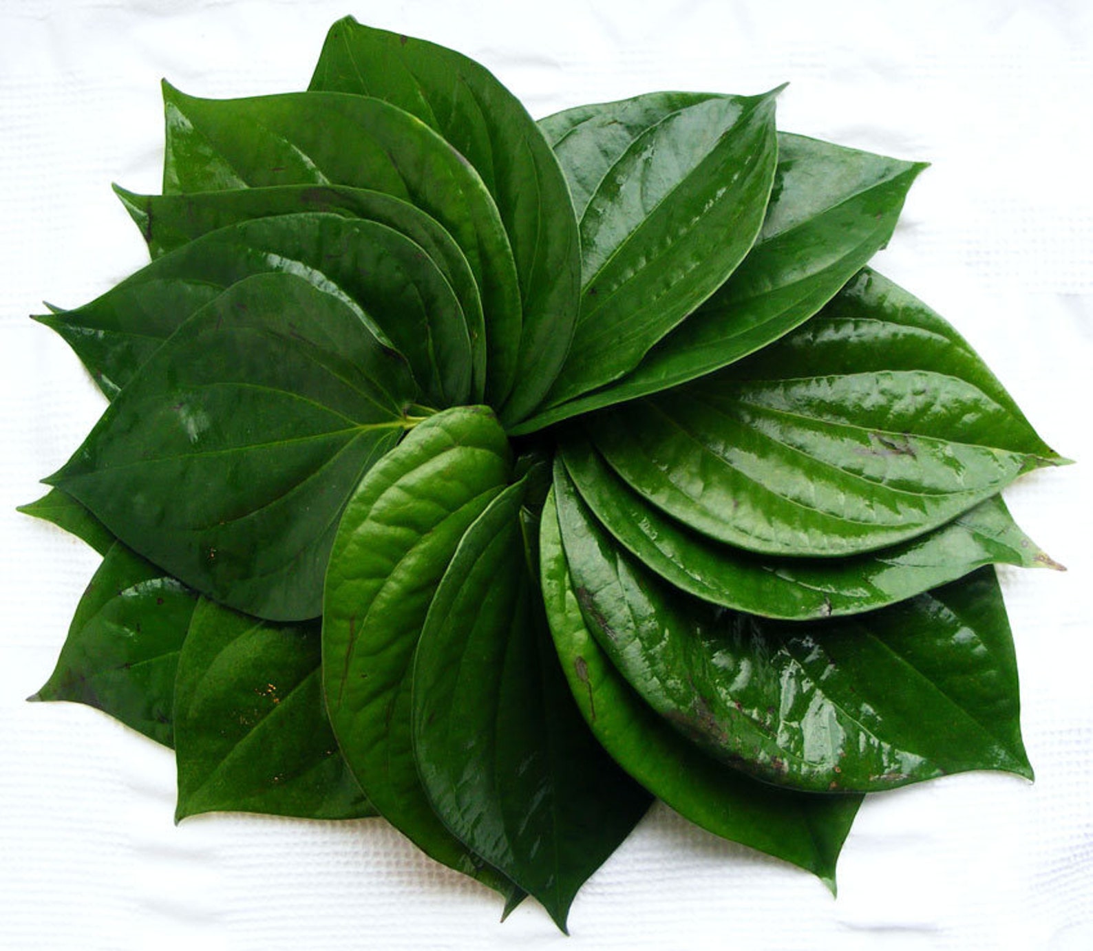Dried betel leaves piper betel 100 leaf | Etsy