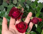 Dark Red Climbing Rose Live Plant, Red Color Climber Garden Rose Bush Stater Plant
