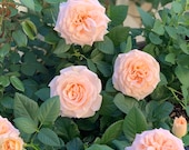 Cream Apricot Patio Small Climbing Rose Live Plant, English Garden Rose Climber Bush Starter Plant