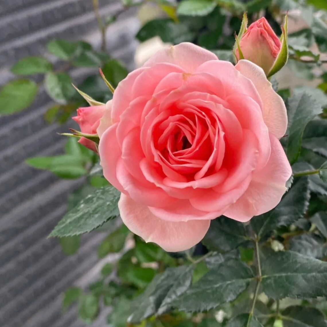 Cinderella Rose Bush Light Pink Floribundas Rose Live Plant 4 - Etsy