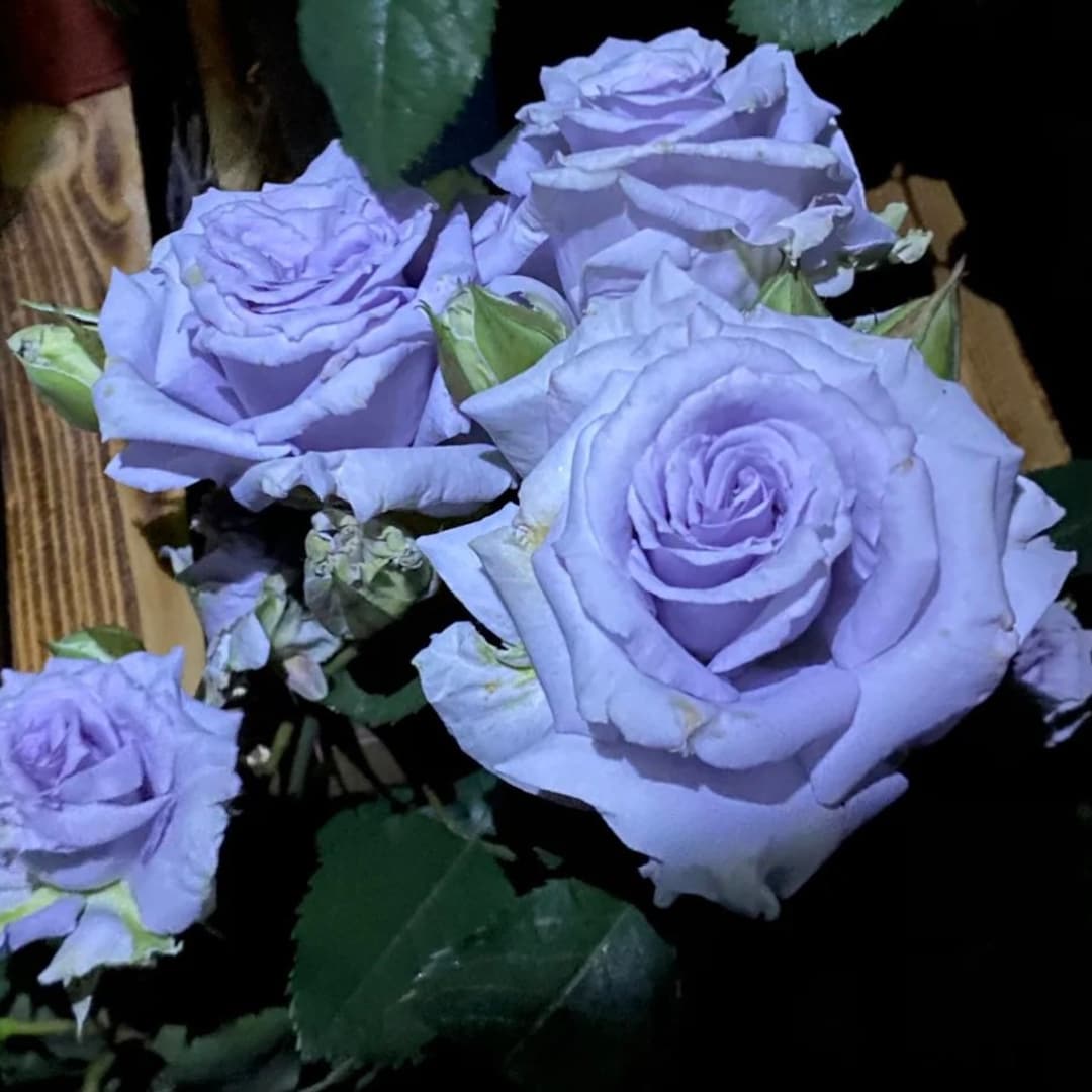 Rose grawn Blue 大地之蓝 Japanese Blue Rose Live Plant Rare Etsy