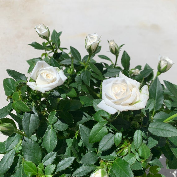 Plante vivante de rose miniature blanche mini rosier plante - Etsy France