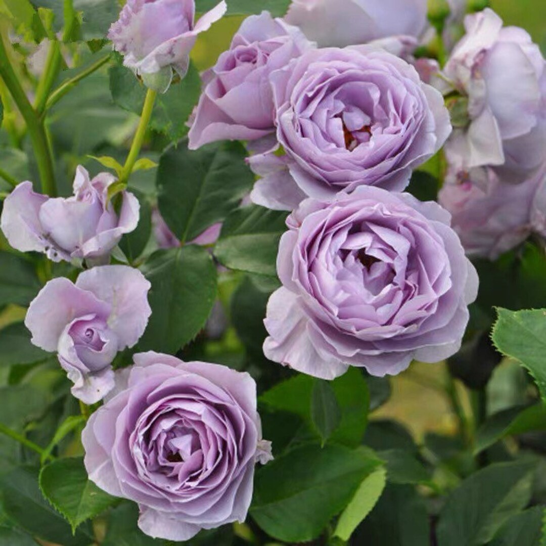 Rose shinoburedo 蓝色风暴 Japanese Rose Lavender Blue Live Plant Etsy