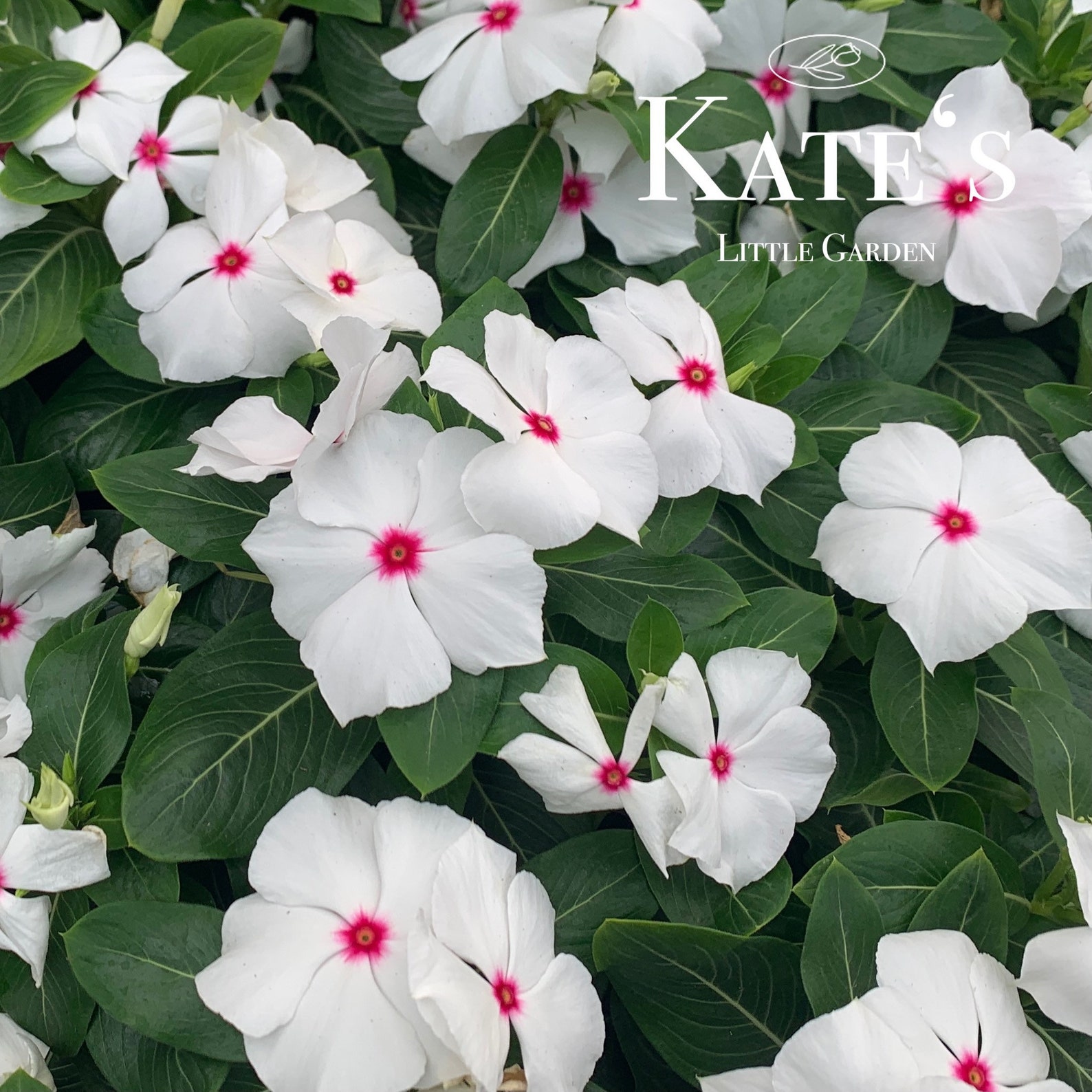 Live White Vinca Plants 4 Tall Titan Polka Dot Catharanthus Etsy