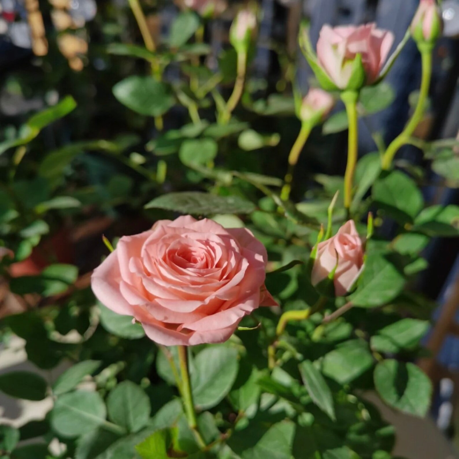Cinderella Rose Bush Light Pink Floribundas Rose Live Plant 4 - Etsy