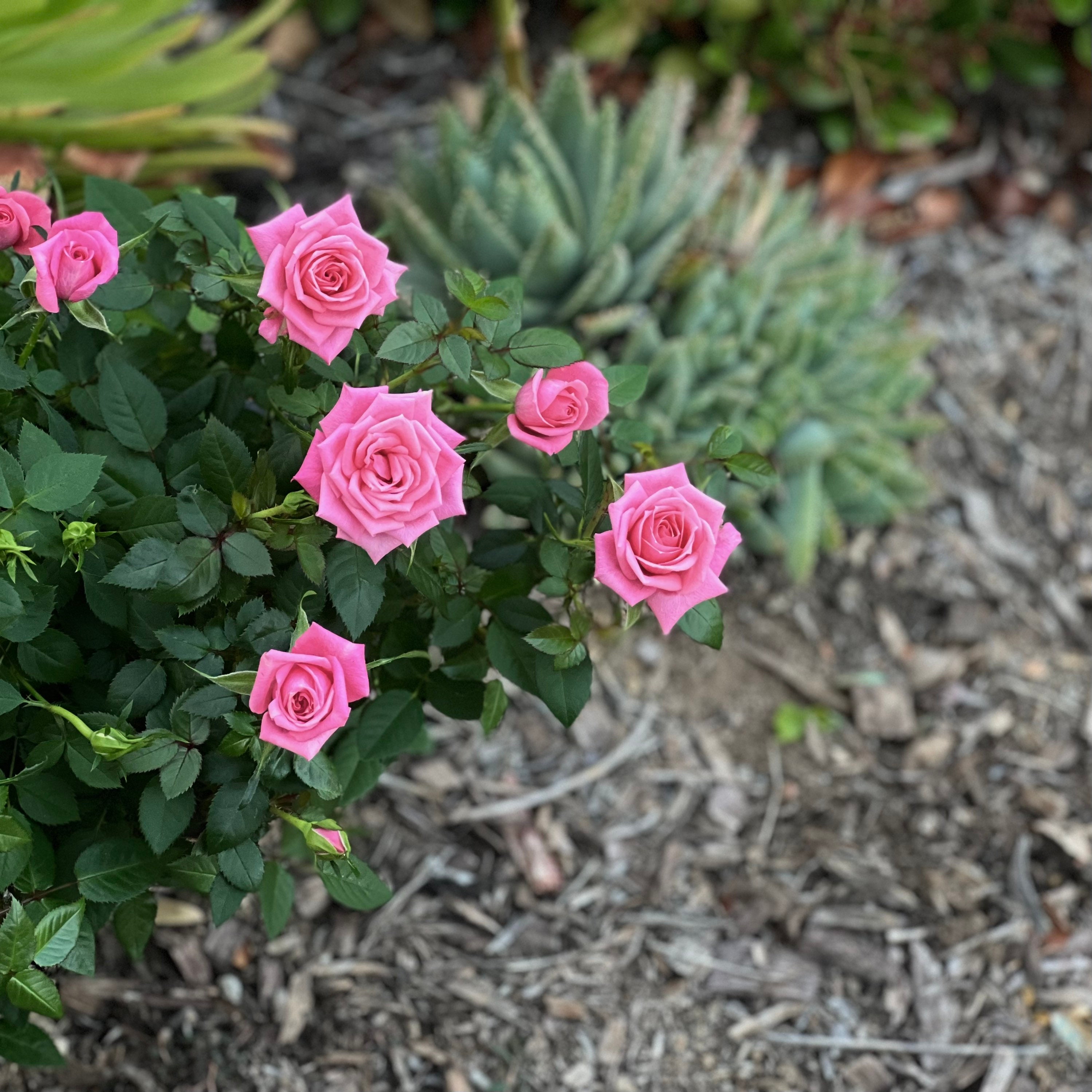 Pink Miniature Rose Bush Mini Rose Live Plant Own Root Etsy