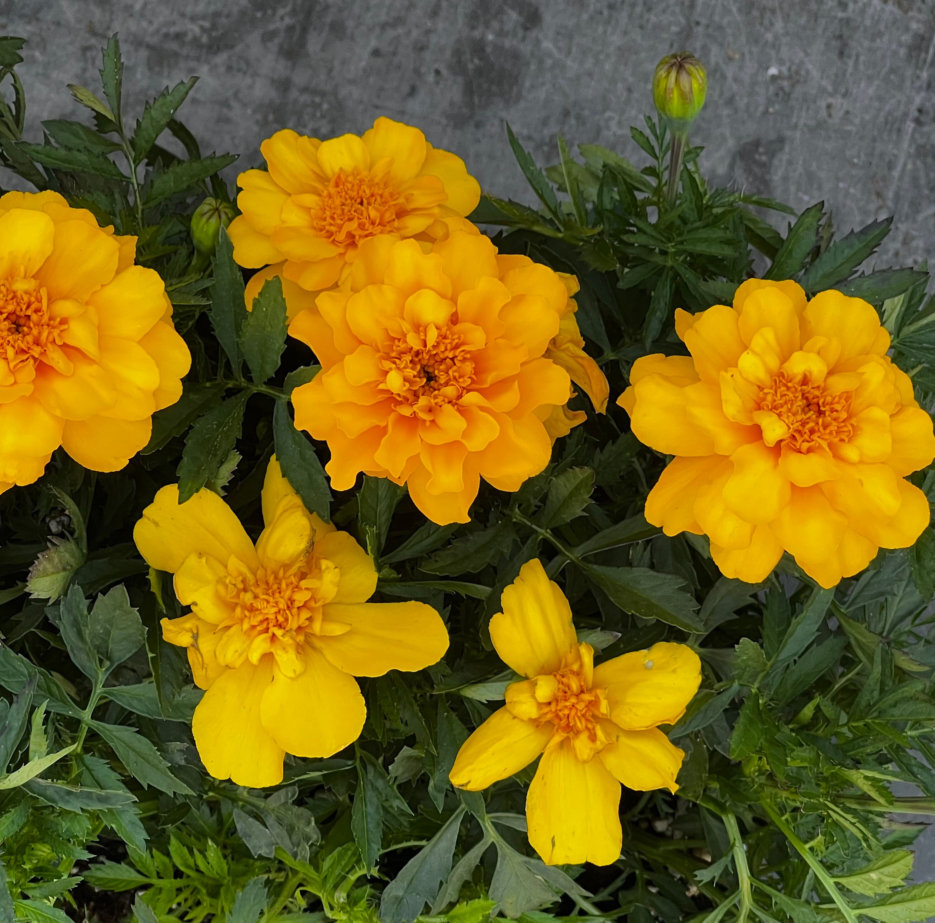 Live Marigold Plant Durango Yellow in Bloom Flower Plants Etsy