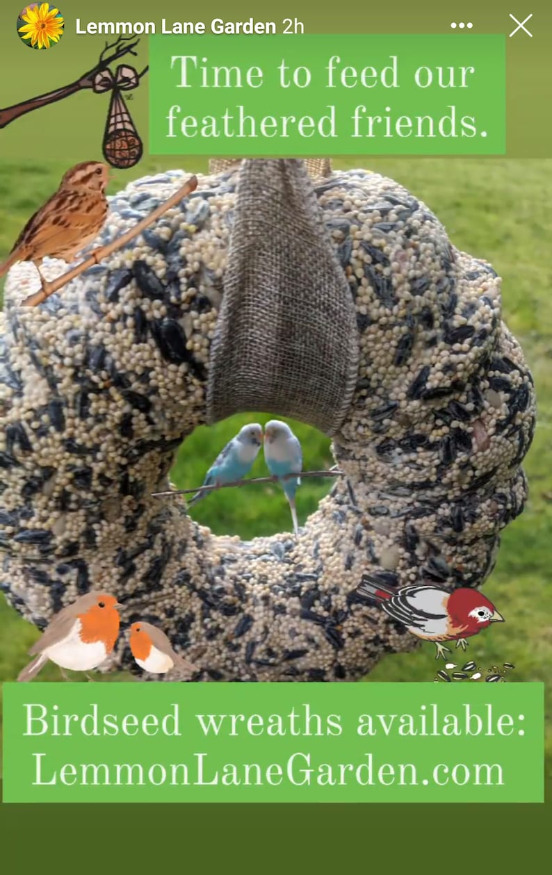 Birdseed Wreath Natural Bird Food, Feed the Birds, Feathered Friends
