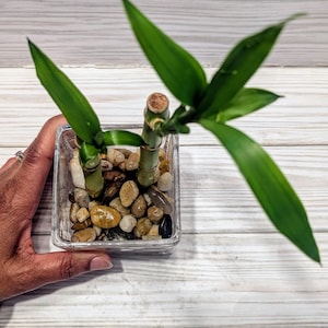 May include: A small glass vase with a square base filled with smooth, light brown and gray stones. Two green bamboo stalks are growing in the vase.