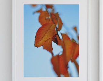 Orange Leaf Picture