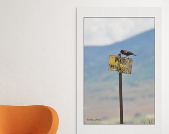 Bird on No Trespassing Sign Picture