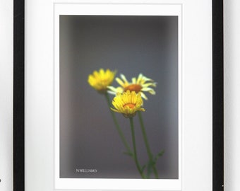 Yellow Daisy Flower Picture