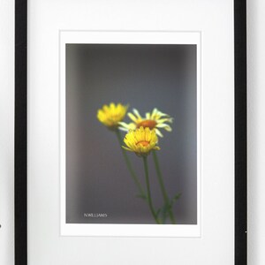 Yellow Daisy Flower Picture