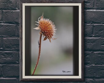 Dead Flower Foliage Picture
