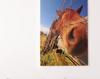 Horse Nose Picture
