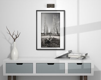 Column of Trees Picture