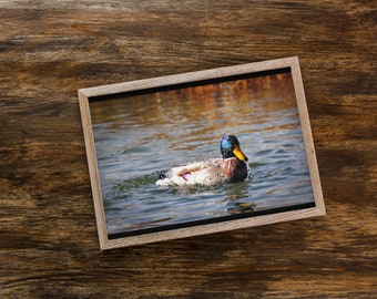 Water on Duck Picture