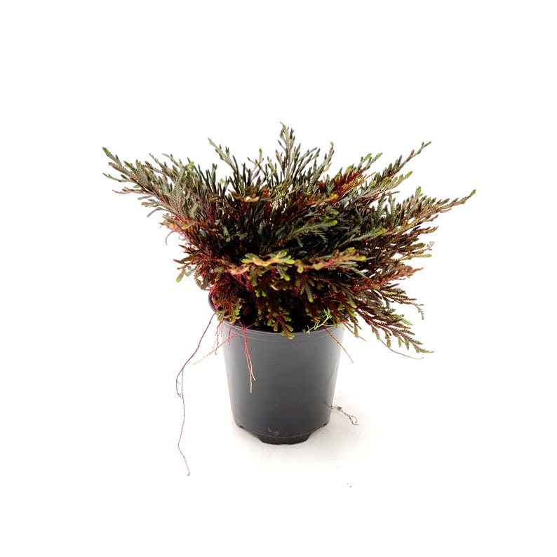 Ruby Red Club Moss Selaginella Erythropus Etsy