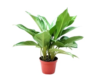 May include: A potted Aglaonema plant with large, green leaves and white variegation. The plant is in a small, terracotta-colored pot. The leaves are broad and have a glossy appearance, with some leaves showing a marbled pattern.