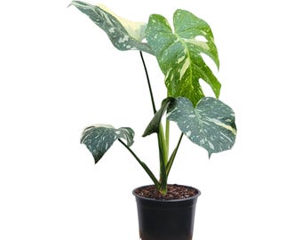 Premium Thai Constellation Monstera - Large Statement Houseplant in 6-Inch Pot, Rare Indoor Plant Beauty