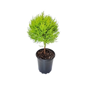 May include: A small, vibrant green conifer tree in a black plastic pot. The tree has a rounded shape with dense, needle-like foliage. The pot is filled with dark soil, and the background is plain white.