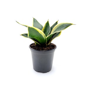 May include: A small potted snake plant with green and yellow striped leaves. The plant is in a black plastic pot.