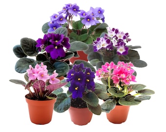 Six 4"-Pot African Violets, Saintpaulia ionantha, from 12 Available Colors. Plant Colors May Vary but All Are Different-free heatpack