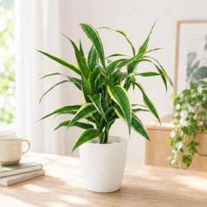 May include: A Dracaena reflexa plant with long, pointed green leaves featuring bright yellow edges. The plant is potted in a smooth, matte white ceramic pot with a rounded base, standing upright with multiple stems branching out from the center.